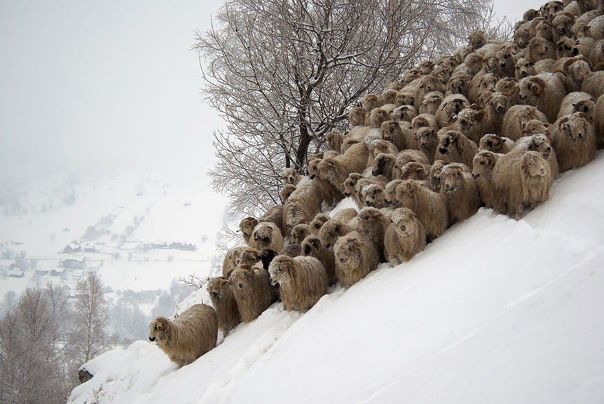 Колоритные пейзажи с овцами - 25 фото-21