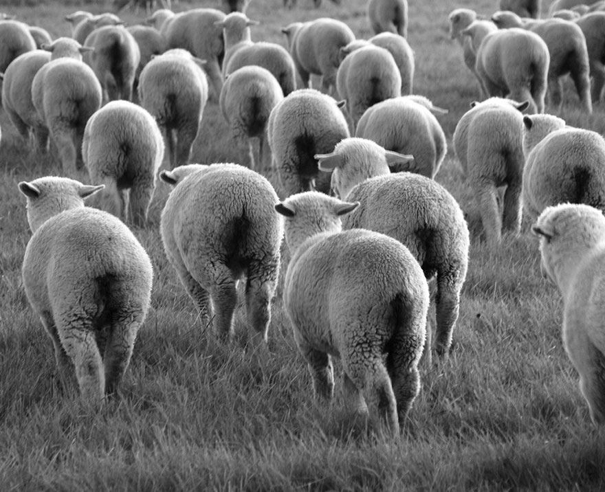 Колоритные пейзажи с овцами - 25 фото-53