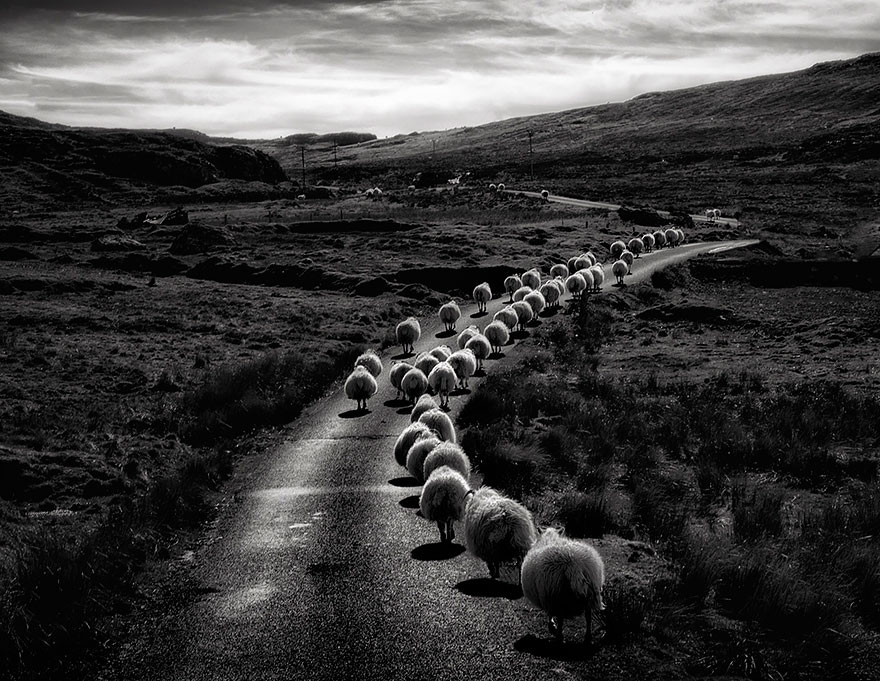 Колоритные пейзажи с овцами - 25 фото-2