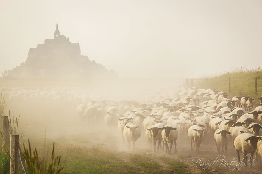 Колоритные пейзажи с овцами - 25 фото-16
