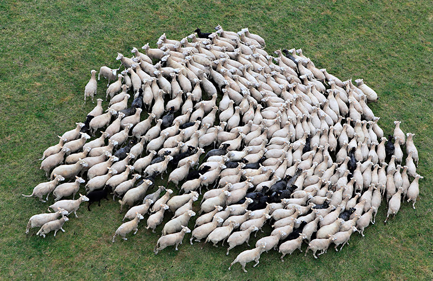 Колоритные пейзажи с овцами - 25 фото-25