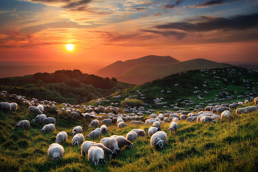 Колоритные пейзажи с овцами - 25 фото-13