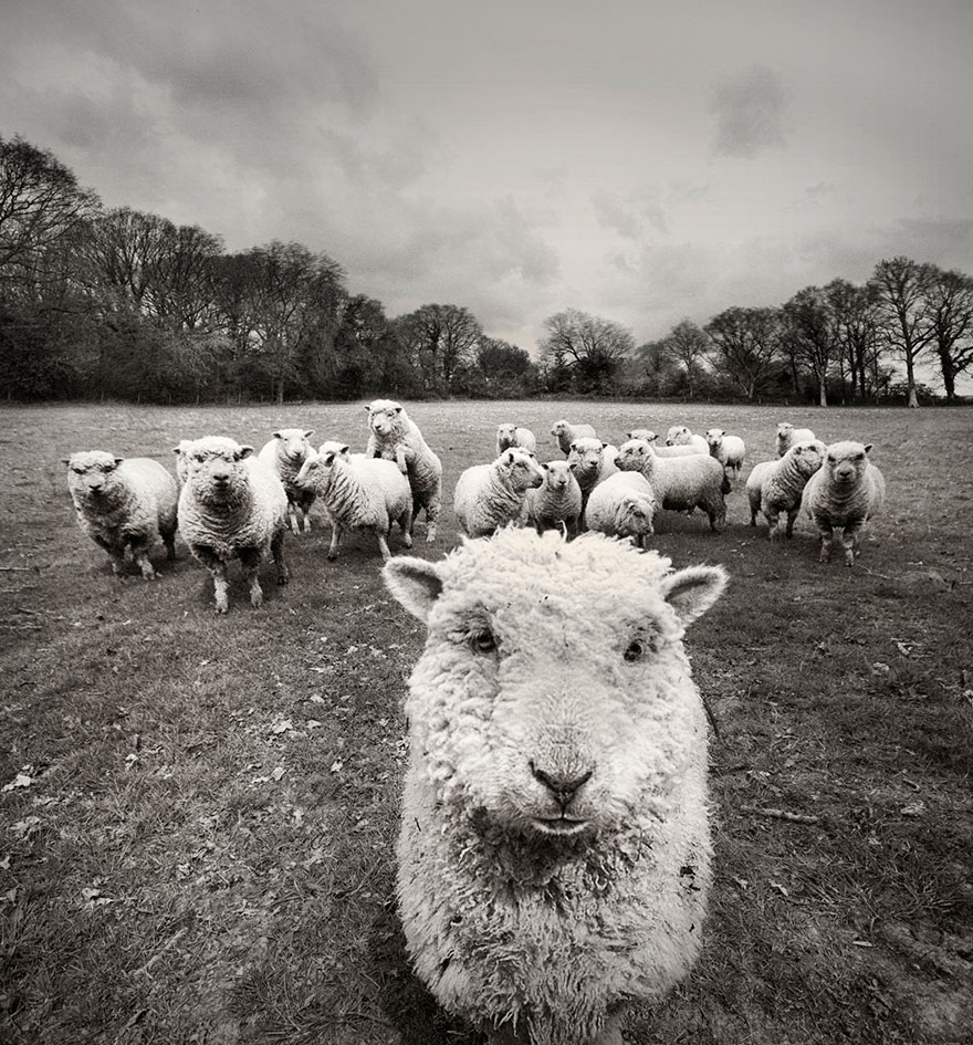 Колоритные пейзажи с овцами - 25 фото-55