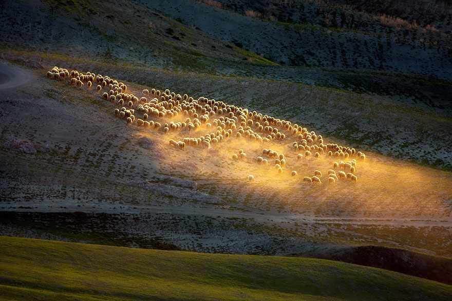 Колоритные пейзажи с овцами - 25 фото-6