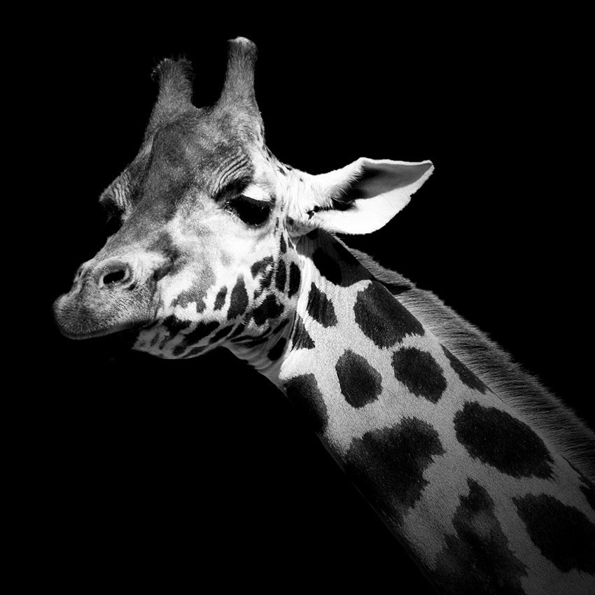 Чёрно-белые портреты животных. Фотограф Лукас Холас