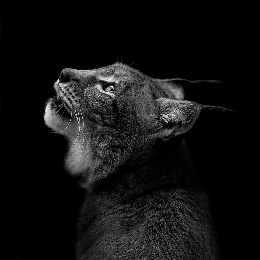 Чёрно-белые портреты животных. Фотограф Лукас Холас