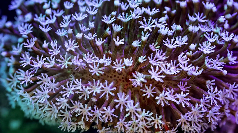 macro-coral-foto 4