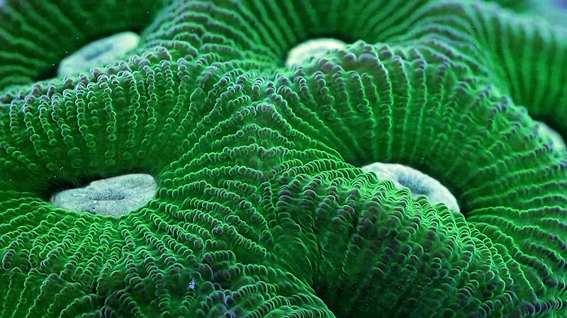 macro-coral-foto 5