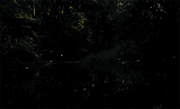 vincent-fireflies  1
