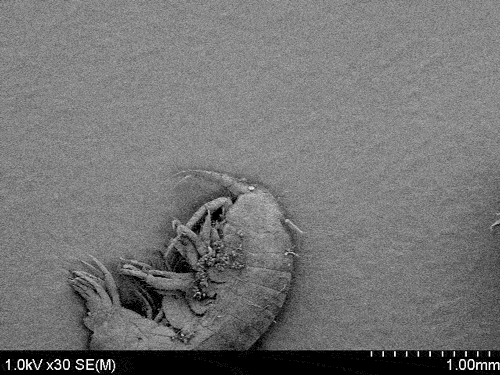 Феноменальное GIF-изображение бактерии, сделанное с помощью электронного микроскопа