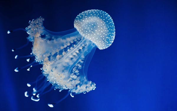 Jellyfish-pictures-1