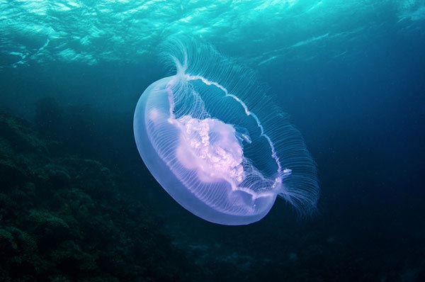 Jellyfish-pictures-11