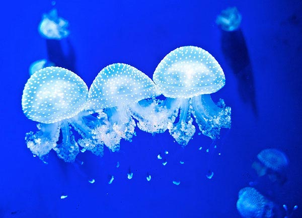Jellyfish-pictures-18