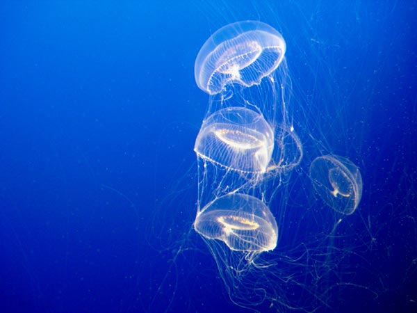 Jellyfish-pictures-2