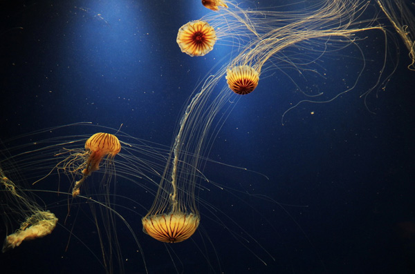 Jellyfish-pictures-4
