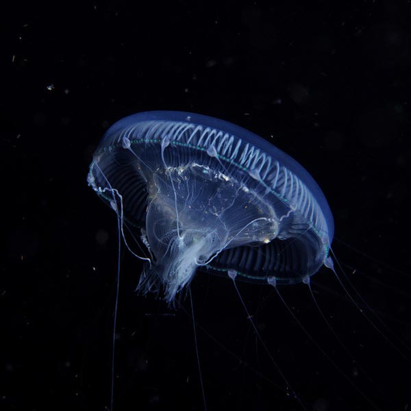 Jellyfish-pictures-7