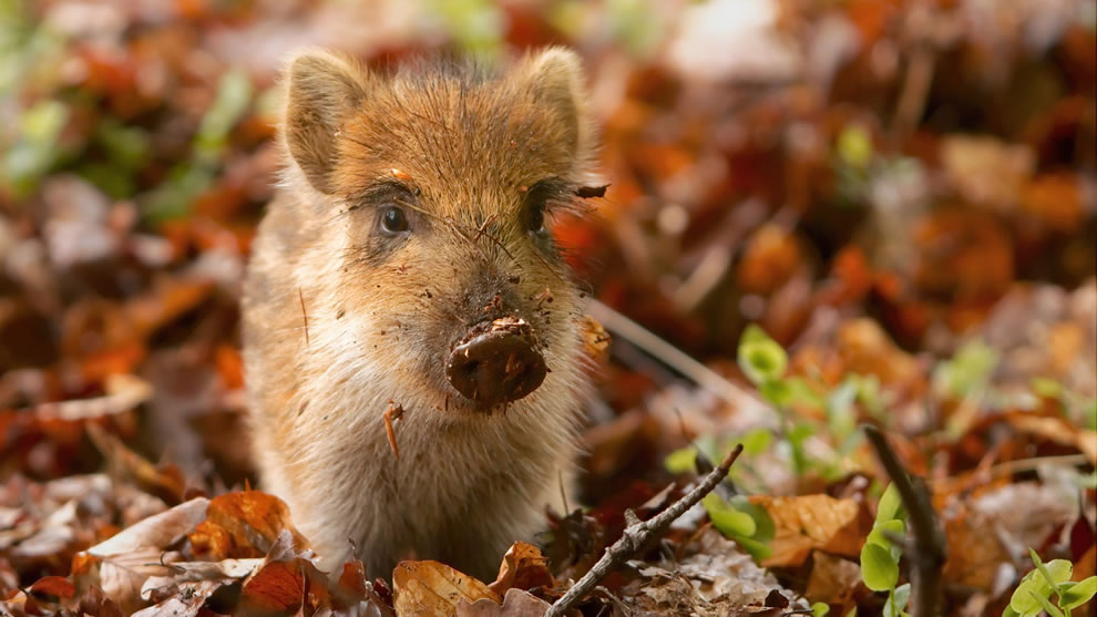 Messy-baby-boar-playing-in-the-autumn-forest