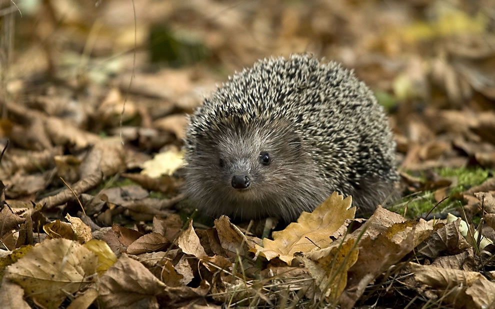 Small-hedgehog-in-the-crunchy-fallen-leaves-of-late-autumn