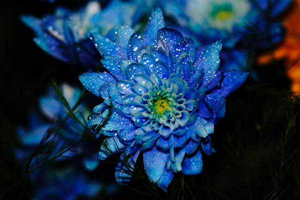 Blue Flower by tokuyama