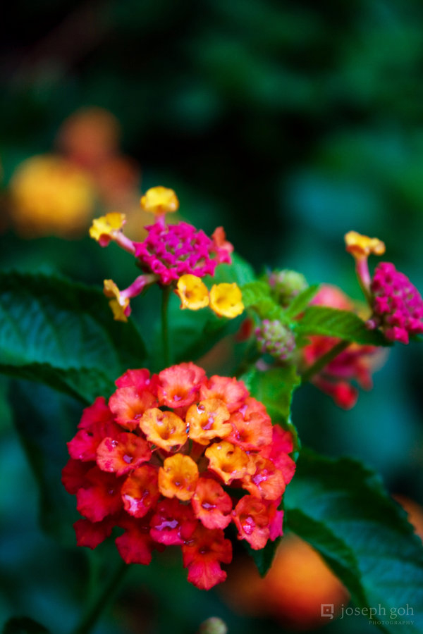 Красивые фотографии цветов