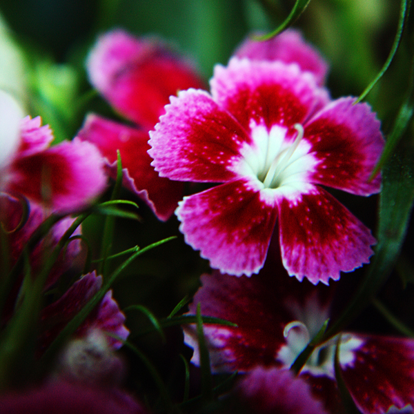 Flower 57 by josgoh