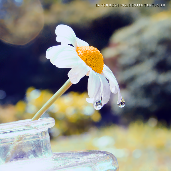 Sad flower by lavender1992