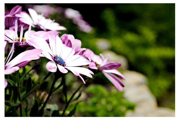 flower by gamegear04-d511ppr