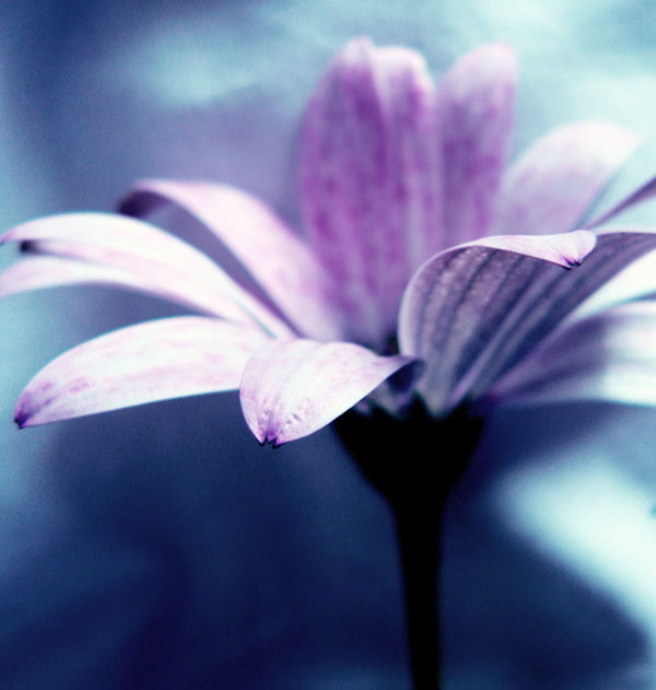 flower by metaledz