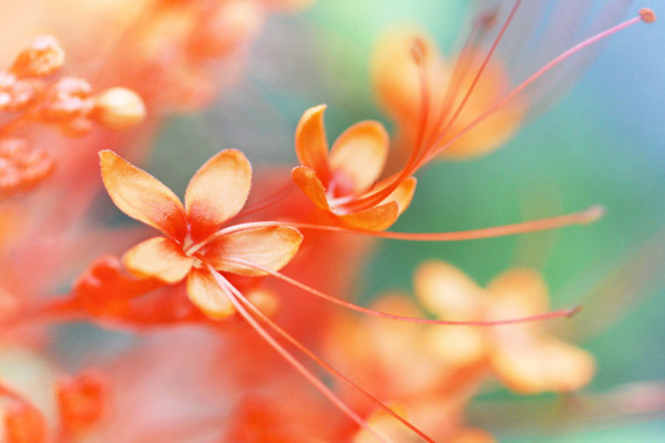 little flower in wonderland  I by arthika