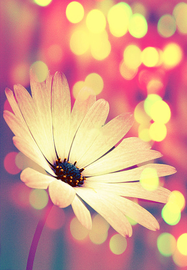 retro flower  by narcoticxglitter