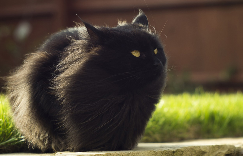 black-fluffy-cat-in-the-wind