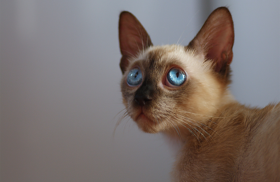 blue-eyed-cat