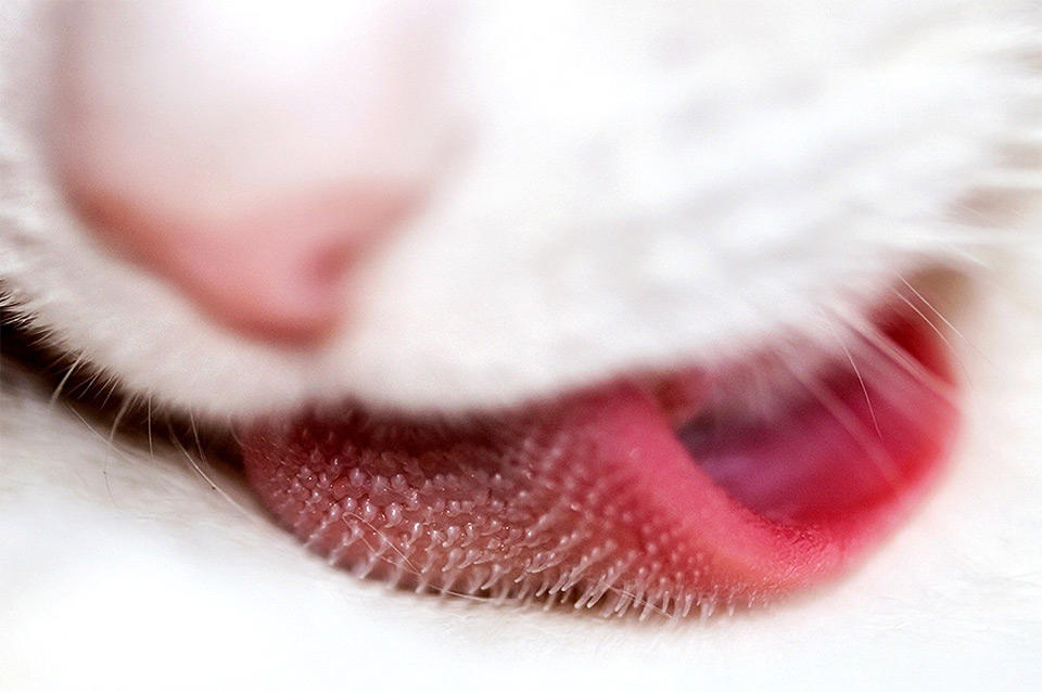 incredible-macro-cats-tongue