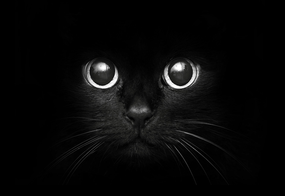 kitten-in-a-dark
