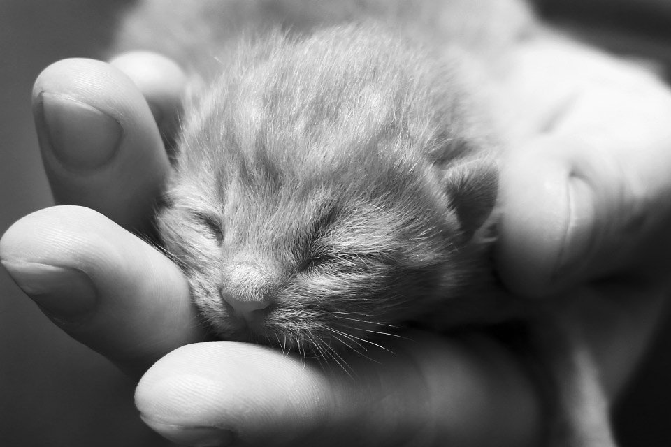 little-kitty-in-my-hands