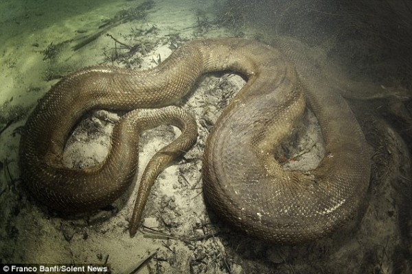 anaconda-5-600x400