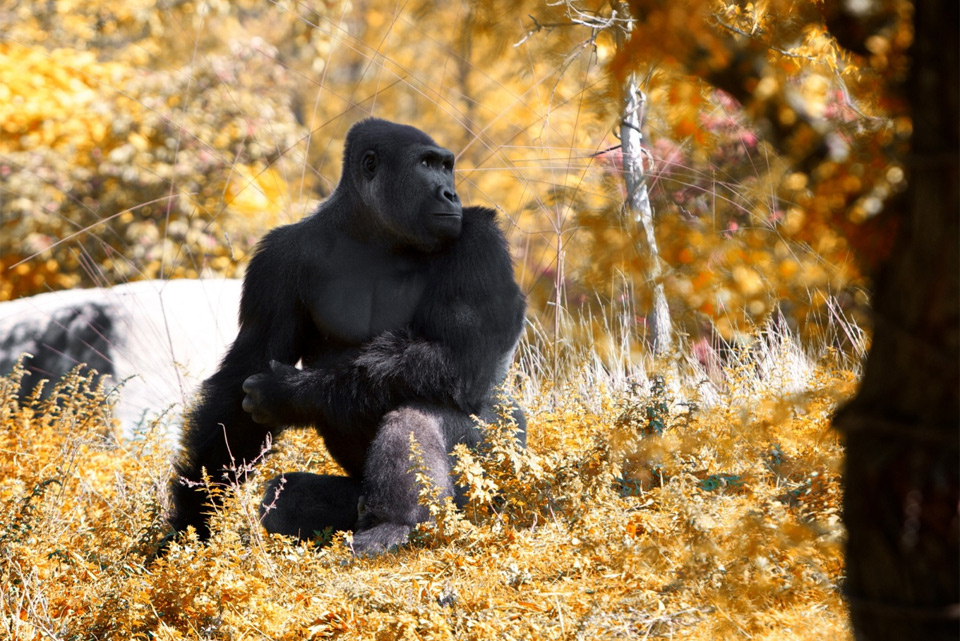 gorilla-in-autumn-detroit-zoo