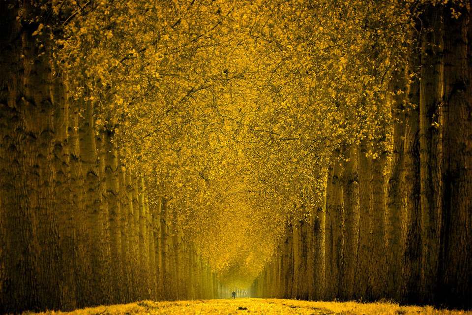 splendid-yellow-forest