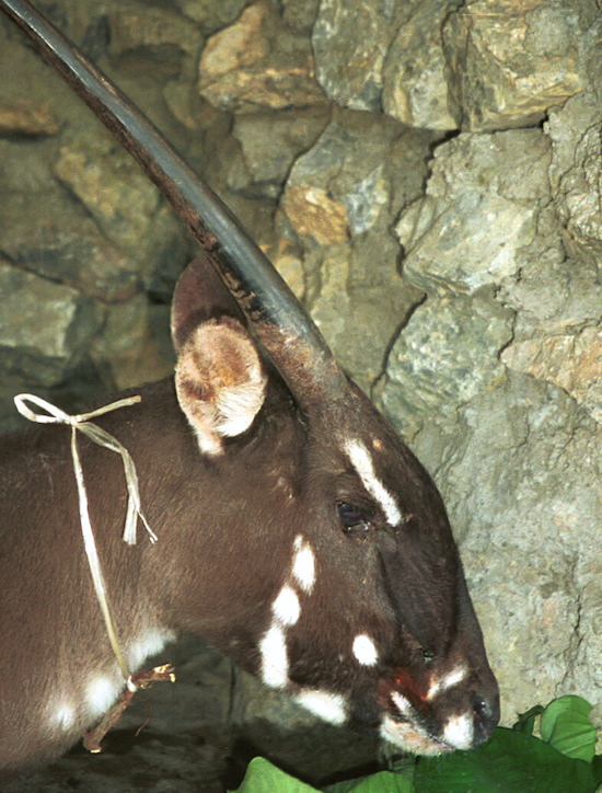 saola4