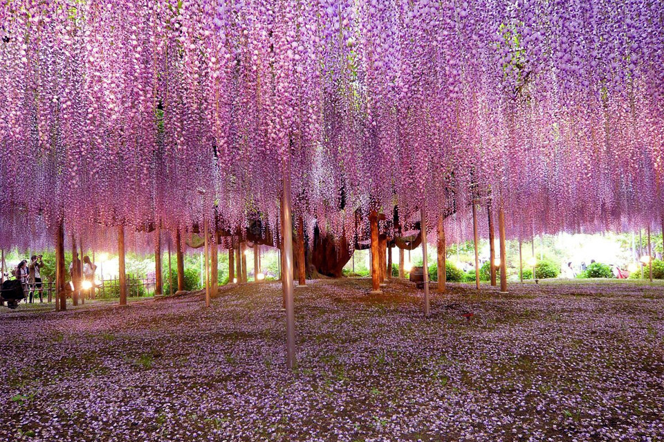 most-beautiful-wisteria-tree-in-the-world