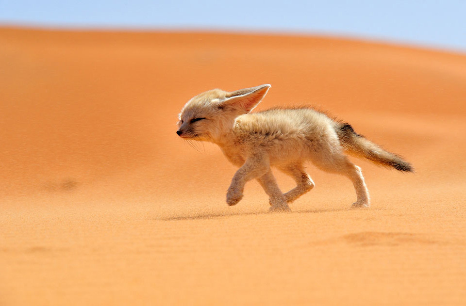 sahara-desert-fox