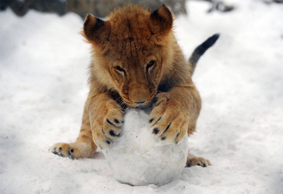 baby-lion-plays-with-snowball