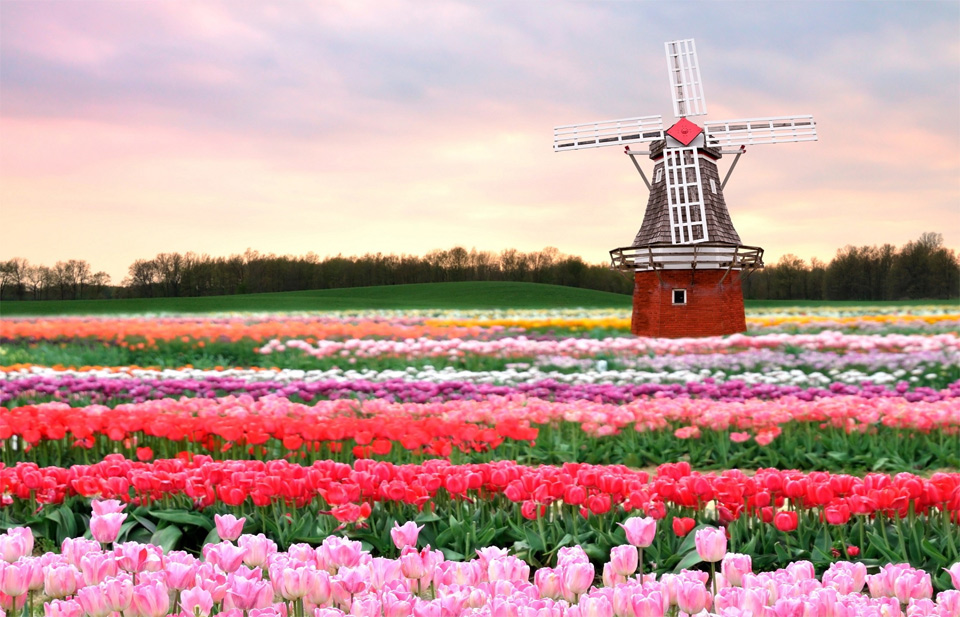 traditional-windmill-in-tulip-field