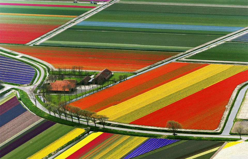 tulip-fields-amsterdam