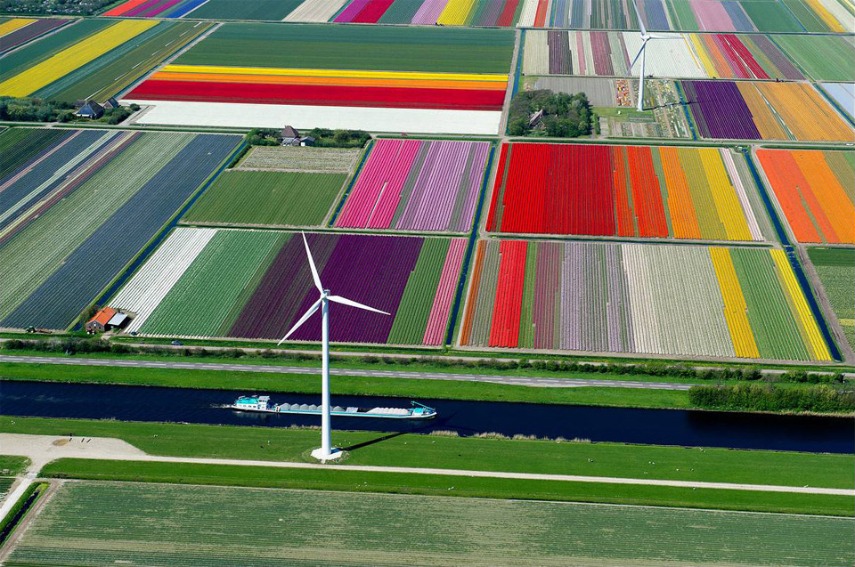 tulip-fields-wind-turbines-and-canal-holland