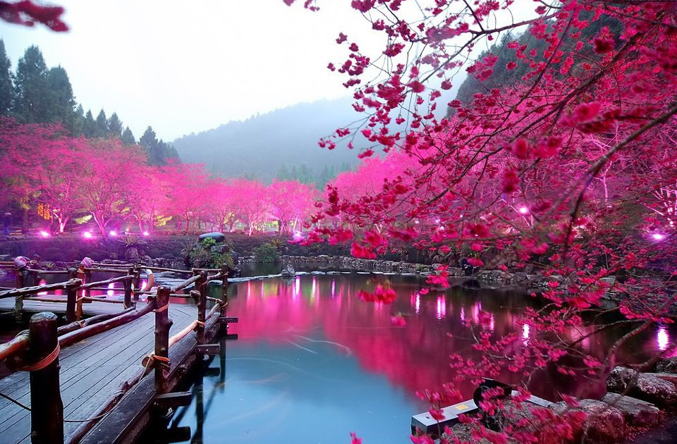 lighted-cherry-blossom-lake-japan
