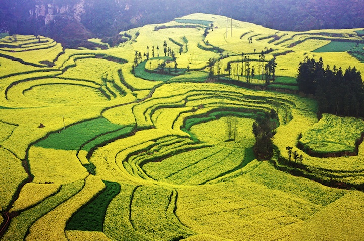 luoping11