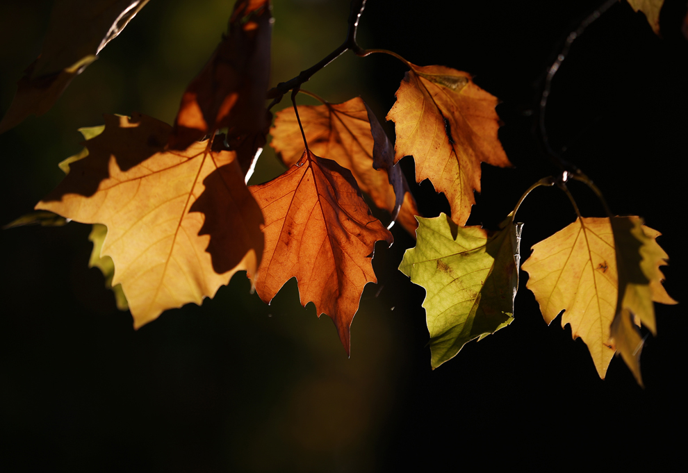 Фото Осенних Листьев На Воде