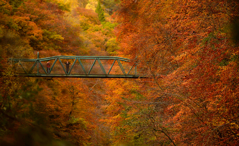 Мост в осеннем лесу