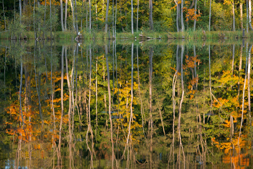 Отражение осенних деревьев